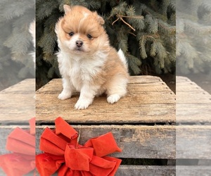 Pomeranian Puppy for sale in MIDDLEBURY, IN, USA