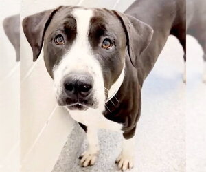 Mutt Dogs for adoption in Houston, TX, USA