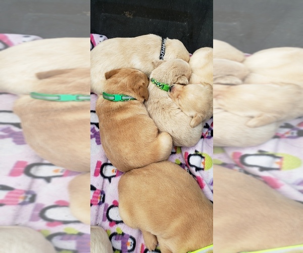 Medium Photo #17 Labrador Retriever Puppy For Sale in OLYMPIA, WA, USA