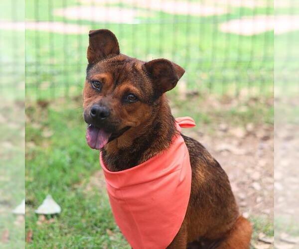 Medium Photo #1 Pug-Unknown Mix Puppy For Sale in San Antonio, TX, USA