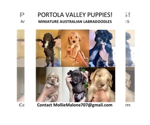 Australian Labradoodle Puppy for sale in PORTOLA VALLEY, CA, USA