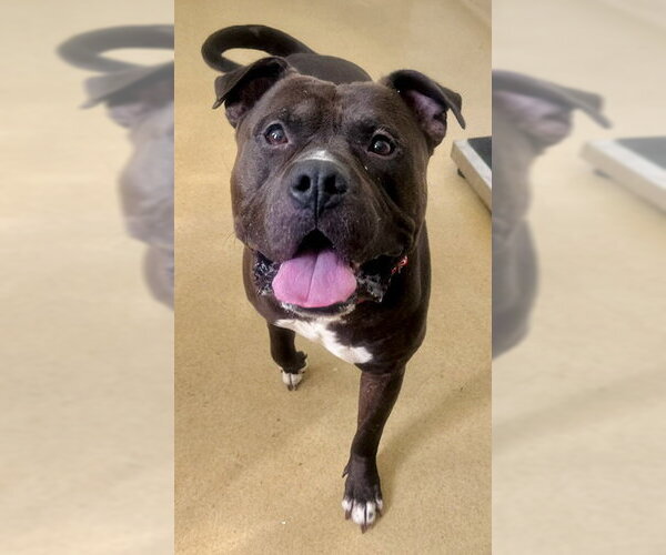 Medium Photo #1 Staffordshire Bull Terrier Puppy For Sale in Derwood, MD, USA