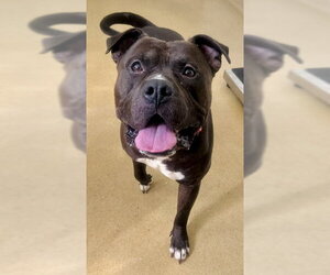 Staffordshire Bull Terrier Dogs for adoption in Derwood, MD, USA