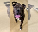 Small Staffordshire Bull Terrier