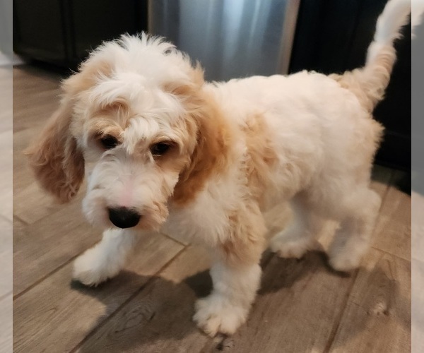 Medium Photo #6 Goldendoodle Puppy For Sale in KANSAS CITY, MO, USA