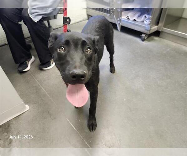 Medium Photo #1 Catahoula Leopard Dog-Unknown Mix Puppy For Sale in Santa Cruz, CA, USA