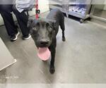 Small Catahoula Leopard Dog Mix