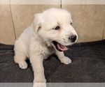 Small Photo #4 Golden Retriever Puppy For Sale in WOOSTER, OH, USA