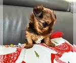 Small #10 Yorkshire Terrier