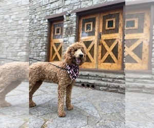 Father of the Poodle (Standard) puppies born on 01/09/2025