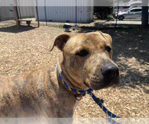 Bullboxer Pit Dogs for adoption in Santa Cruz, CA, USA