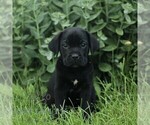 Image preview for Ad Listing. Nickname: Caspian