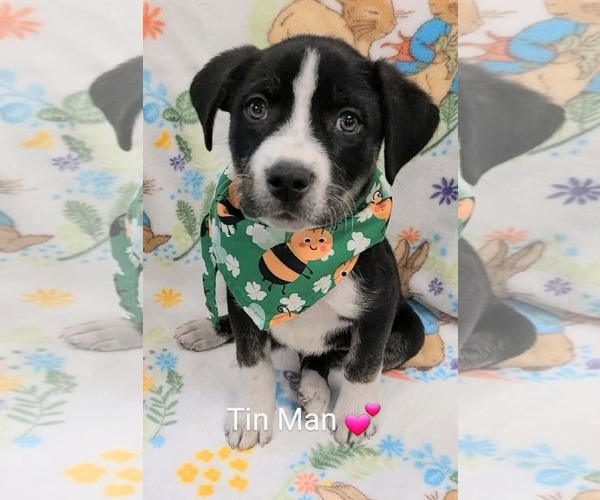 Medium Photo #1 Lab-Pointer Puppy For Sale in SHERBURNE, NY, USA