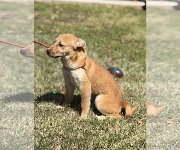 Medium Photo #2 Labrador Retriever-Unknown Mix Puppy For Sale in Yardley, PA, USA