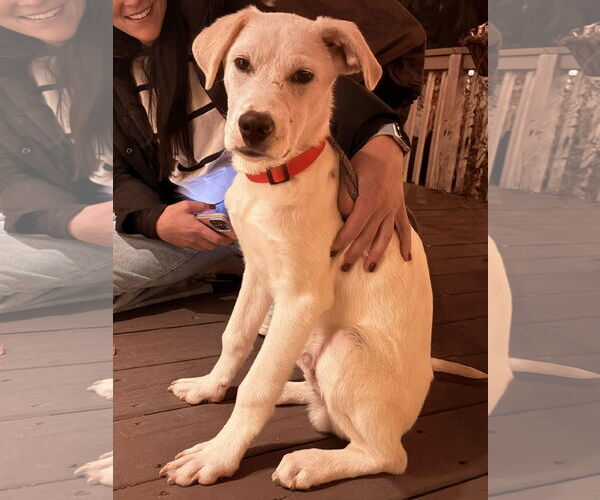 Medium Photo #5 Anatolian Shepherd-Unknown Mix Puppy For Sale in Westwood, NJ, USA