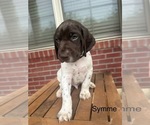Puppy Symme German Shorthaired Pointer