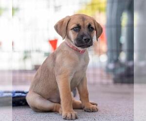 Lego Pup - Galaxy - Female Chihuahua-Unknown Mix Dog for Adoption - Photo #4