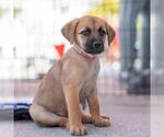 Small #3 Chihuahua Mix