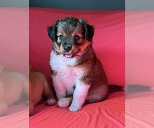 Mini Australian Shepterrier Puppy for Sale in DETROIT, Michigan USA