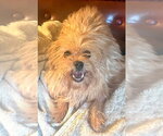 Small #2 Shih Tzu Mix