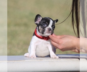 French Bulldog Puppy for sale in HAZARD, CA, USA
