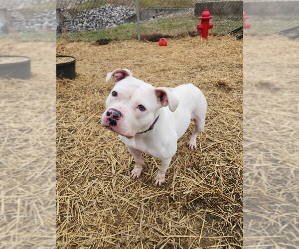 Medium Photo #19 American Pit Bull Terrier-Unknown Mix Puppy For Sale in Evansville, IN, USA