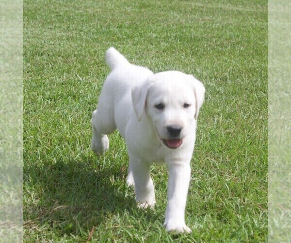Medium Photo #10 Labrador Retriever Puppy For Sale in HAMPSTEAD, NC, USA