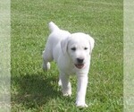 Litter of 8 - Male Labrador RetrieverLitter of Puppies for Sale - Photo #10