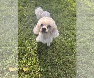 Andrew Aug 26 - Male Poodle (Miniature) Dog for Adoption - Photo #2