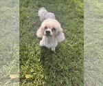 Small Photo #2 Poodle (Miniature) Puppy For Sale in Pacolet, SC, USA