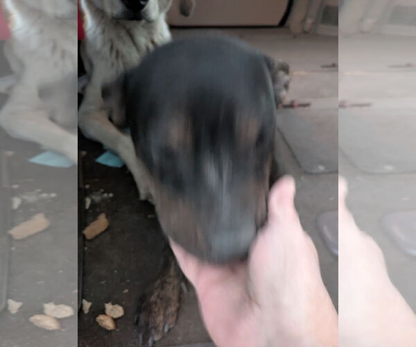 Medium Photo #4 American Staffordshire Terrier-Unknown Mix Puppy For Sale in Orange Grove, TX, USA