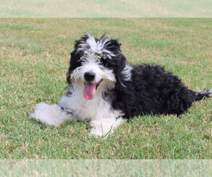 Bernedoodle Puppy for sale in ITASCA, TX, USA