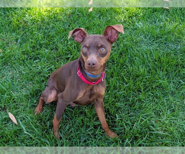 Medium Photo #2 Miniature Pinscher Puppy For Sale in San Clemente, CA, USA