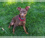 Small #1 Miniature Pinscher