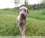 Small Photo #1 Doberman Pinscher Puppy For Sale in COTTON, MN, USA