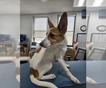 Small Rat Terrier