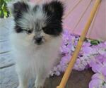 Small #2 Pomeranian