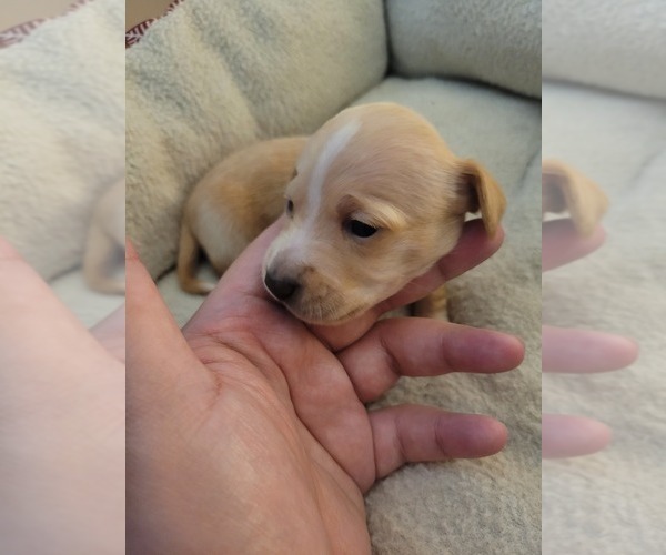 Medium Photo #7 Chiweenie Puppy For Sale in PINSON, AL, USA