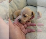 Small Photo #7 Chiweenie Puppy For Sale in PINSON, AL, USA