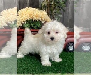 Coton de Tulear Puppy for sale in CANOGA, NY, USA