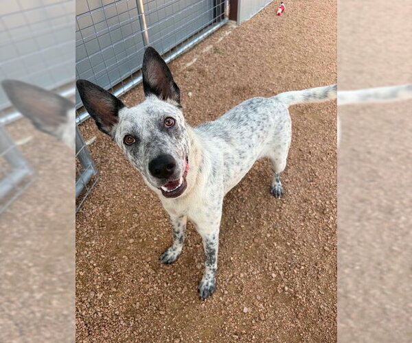 Medium Photo #1 Mutt Puppy For Sale in MIDWAY, UT, USA