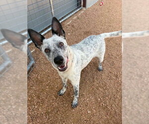 Mutt Dogs for adoption in MIDWAY, UT, USA