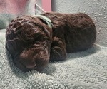 Puppy Rolo Poodle (Standard)