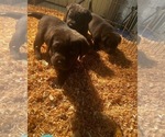 Small Photo #2 Labrador Retriever Puppy For Sale in HILLSBORO, OR, USA
