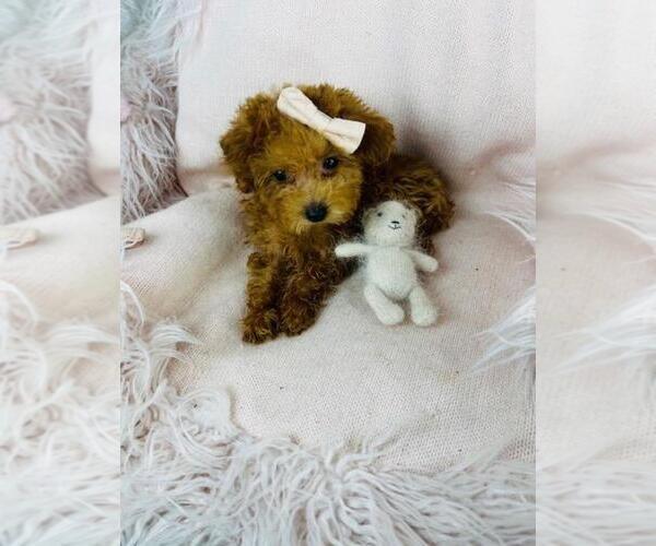 Medium Photo #7 Poodle (Toy) Puppy For Sale in DEAL, NJ, USA