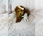 Small Photo #7 Poodle (Toy) Puppy For Sale in DEAL, NJ, USA