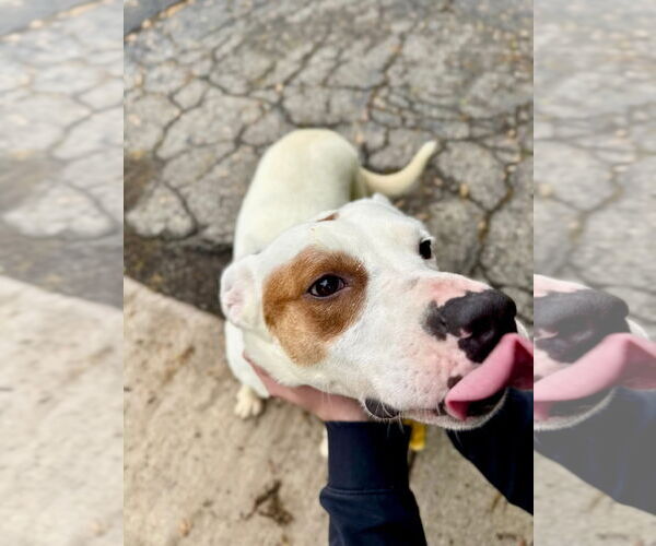 Medium Photo #12 Mutt Puppy For Sale in Germantown, OH, USA