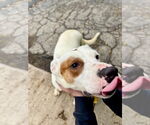 Small #11 Mutt