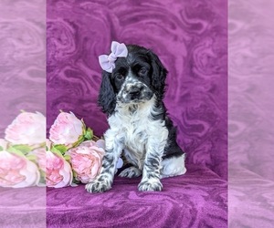 Cocker Spaniel Puppy for sale in KIRKWOOD, PA, USA