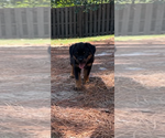 Small #7 Rottweiler